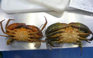 Image: Dr Ben Diggles